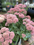 SEDUM AUTUMN JOY 14CM