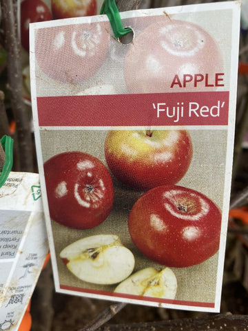 APPLE FUJI BARE ROOT