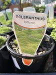 SCLERANTHUS BIFLORUS 14CM