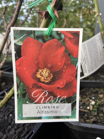 ROSA CLIMBING ALTISSIMO