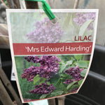 SYRINGA LILAC MRS EDWARD HARDING BARE ROOT