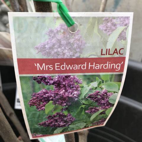 SYRINGA LILAC MRS EDWARD HARDING BARE ROOT