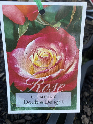 ROSA CLIMBING DOUBLE DELIGHT 20CM