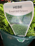 HEBE EMERALD GREEN 14CM