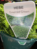 HEBE EMERALD GREEN 14CM