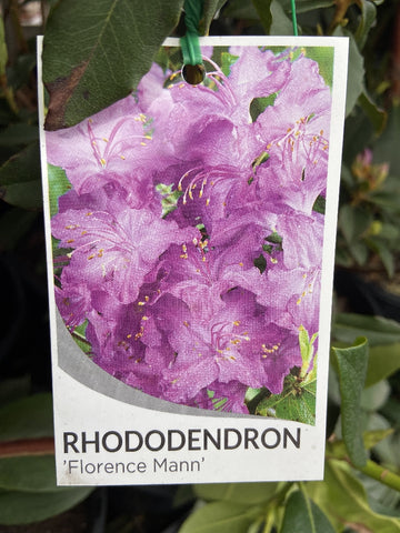 RHODODENDRON FLORENCE MANN 20CM