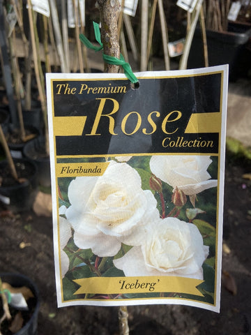 ROSA STANDARD ICEBERG 3FT BARE ROOT