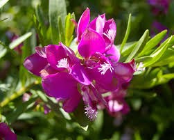 POLYGALA GRANDIFLORA 14CM