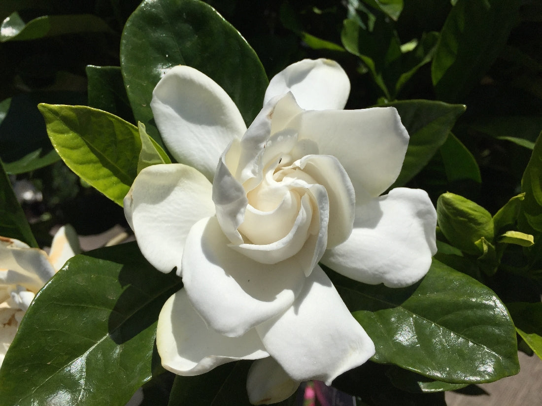 GARDENIA MAGNIFICA 14CM – Poyntons Nursery