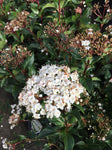 VIBURNUM TINUS 14CM