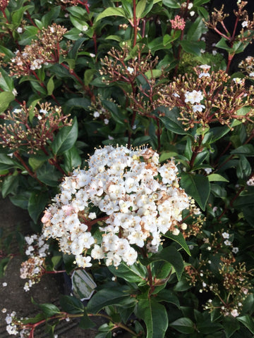 VIBURNUM TINUS 14CM