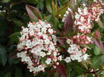 VIBURNUM TINUS 14CM
