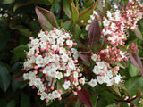VIBURNUM TINUS 14CM