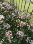 VIBURNUM TINUS 14CM
