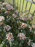 VIBURNUM TINUS 14CM