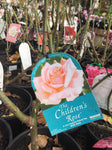 ROSA THE CHILDREN'S ROSE 20CM