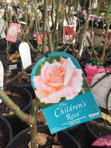ROSA THE CHILDREN'S ROSE 20CM