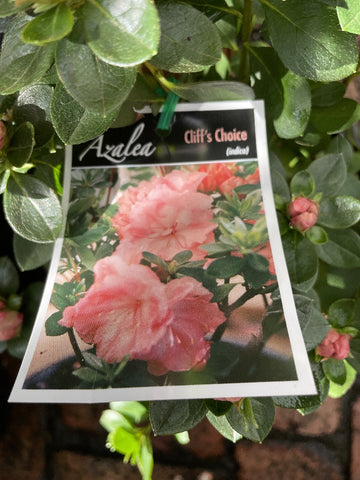 AZALEA CLIFFS CHOICE 17CM
