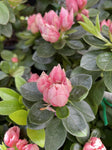 AZALEA CLIFFS CHOICE 17CM