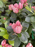 AZALEA CLIFFS CHOICE 17CM