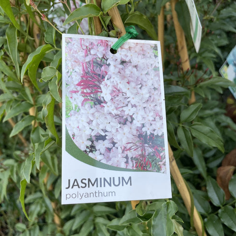 JASMINUM POLYANTHUM 20CM