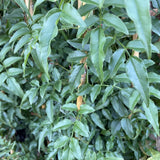JASMINUM POLYANTHUM 20CM