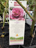 ROSE DELBARD DIORESSENCE 20CM
