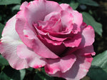 ROSE DELBARD DIORESSENCE 20CM