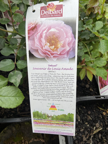 ROSA DELBARD SOUVENIR DE LOUIS AMADE 20CM