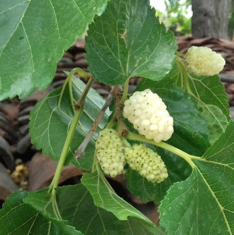 MULBERRY WHITE 33CM