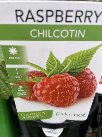 Chilcotin Raspberry Height RASPBERRY CHILICOTIN 14CM β Poyntons Nursery