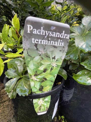 PACHYSANDRA TERMINALIS 14CM