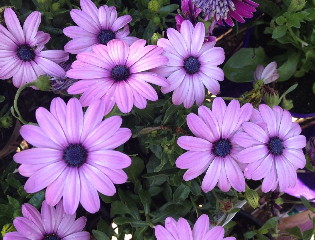 OSTEOSPERMUM SERENITY PINK 14CM – Poyntons Nursery