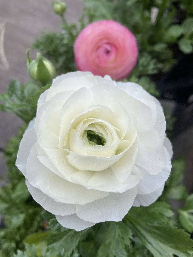Closed Ranunculus RANUNCULUS 12.5CM – Poyntons Nursery
