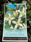 CORREA ALBA 20CM