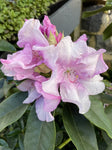 RHODODENDRON COUNTESS OF ATHLONE 25CM