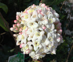 VIBURNUM BURKWOODII 14CM