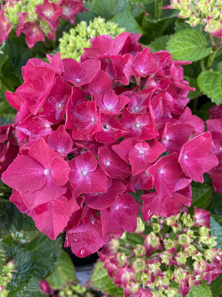 Hydrangea Piamina 20cm Poyntons Nursery