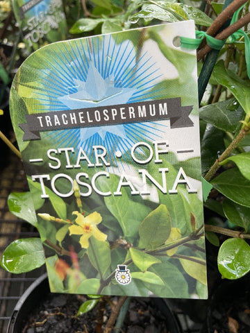 TRACHELOSPERMUM STAR OF TOSCANNA 14CM