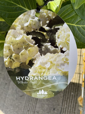 HYDRANGEA WHITE BALL 33CM