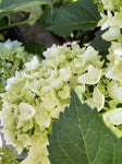 HYDRANGEA WHITE BALL 33CM