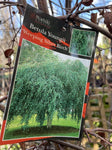 BETULA PENDULA YOUNGII WEEPING TALL STANDARD BARE ROOT