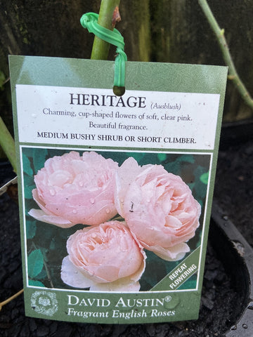 ROSA HERITAGE BARE ROOT