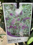 BUDDLEJA NANHO BLUE 20CM