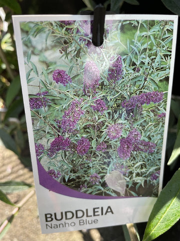 BUDDLEJA NANHO BLUE 20CM