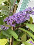 BUDDLEJA NANHO BLUE 20CM