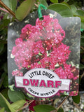 LAGERSTROEMIA CREPE MYRTLE LITTLE CHIEF 20CM