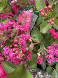 LAGERSTROEMIA CREPE MYRTLE LITTLE CHIEF 20CM