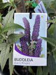 BUDDLEIA 14CM