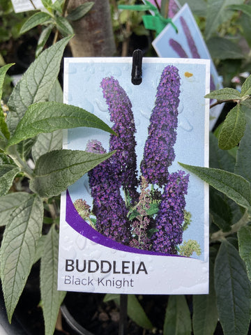 BUDDLEIA 14CM